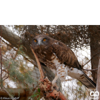 گونه عقاب مارخور Short-toed Eagle